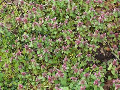 Purple Dead-Nettle