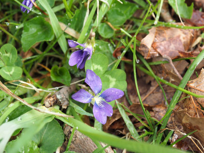 Reappearance of wild flowers beside the trail