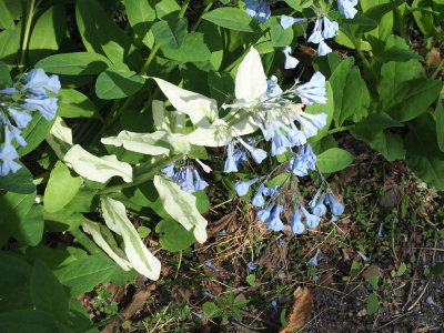 Unique white leaves on a bluebell plant