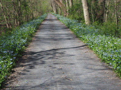 Bluebell lined trail