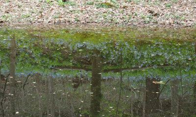 Reflections of bluebells