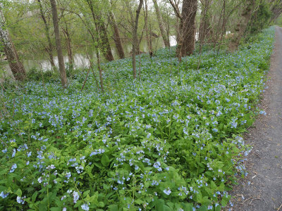 Bluebells all the way to the river