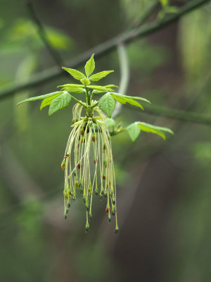 Spring growth