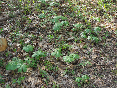 Mayapples making their appearance