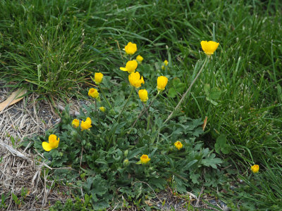 May 1st - Buttercups by the trail