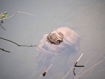 Partially submerged object in the water