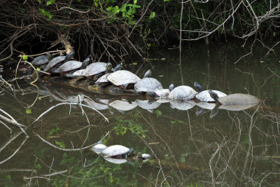 Another gathering of turtles