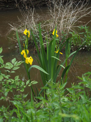 Yellow Iris in the canal bed
