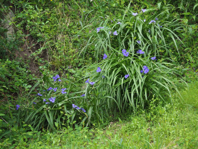 Virginia Spiderwort on the other side of the canal