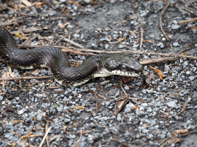 Black rat snake