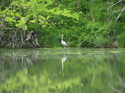 The first heron spotted in a long time