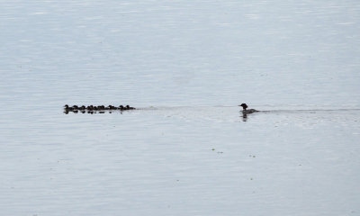 A family of ducks in the middle of river
