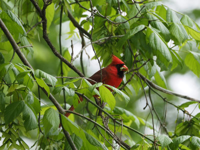 The cardinal above the trail