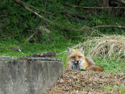 The fox at Great Falls