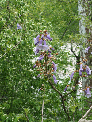Flowers of the Paulownia Tomentosa Tree
