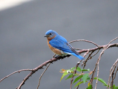 Bluebird on the Cherry tree