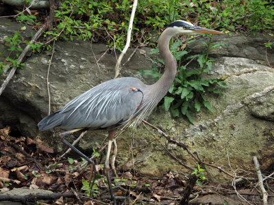 The Great Blue heron