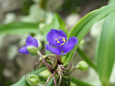 Could be Asiatic Dayflower