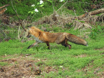 The fox at Great Falls