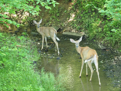 The deer in the stream