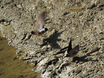 Birds on the dirt beside the creek