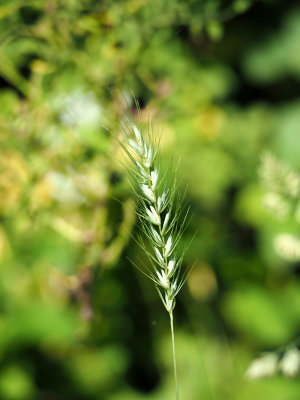 Summer grasses