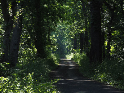 The shaded trail in the early morni