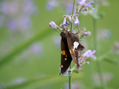 A Silver Spotted Skipper in the garden