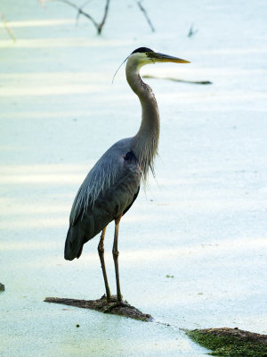 Take 2 - The Great Blue Heron at Dickerson