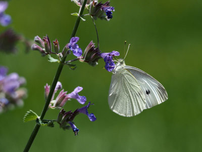 A Cabbage White butterfly