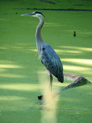 Take 3 - The Great Blue Heron at Dickerson