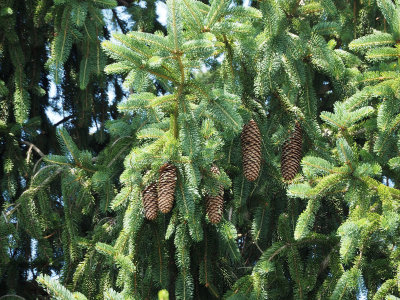 Pine cones on the evergreen tree near the house