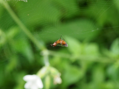 In a spiders web!