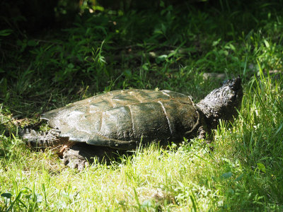 A Snapping Turtle