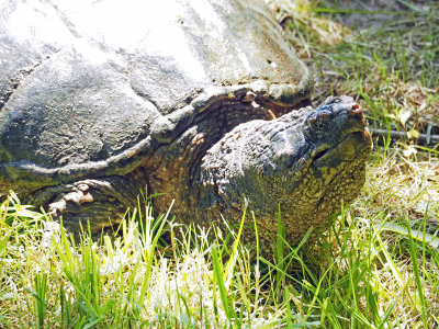Overexposed picture of head of a Snapping Turtle