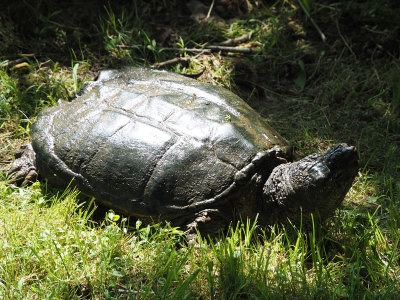 A Snapping Turtle