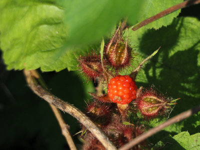 June 26 - Start of the Raspberry season