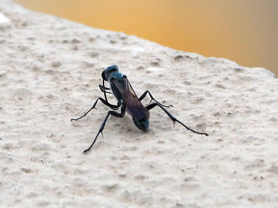 A wasp on the parapet wall