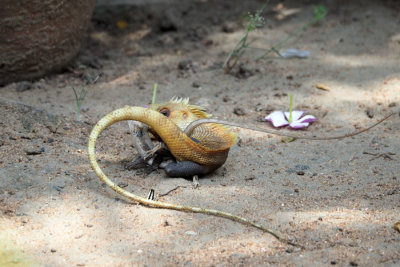 A gecko grabs another lizard