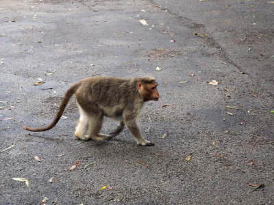 One of the monkeys on Nandi Hills