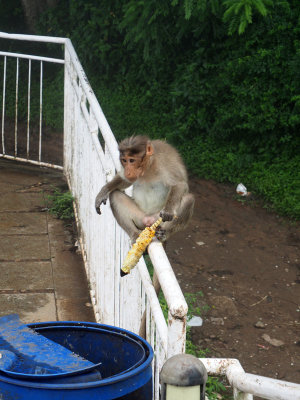 A monkey getting the rid of the cob after eating the corn