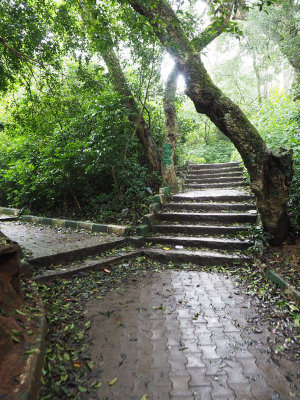 Pathways on Nandi Hills