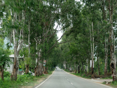 Road to Nandi Hills lined with Eucalyptus trees