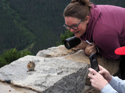 One of the chipmunks at Rainbow Curve