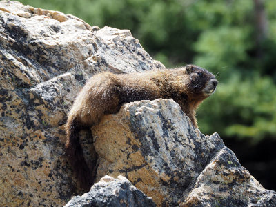 A Yellow Bellied Marmot poses for us