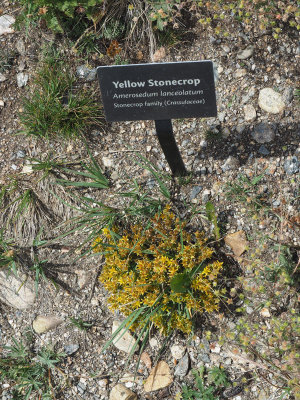 Hardy shrubs of the alpine tundra