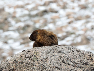 A Yellow Bellied Marmot poses for us