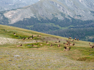 Elk - Rocky Mountain National Park