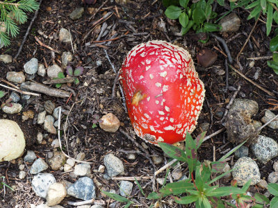 Interesting mushroom in Lake Brainard Recreation Area, CO