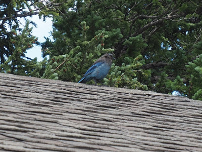 A Stellars Jay on the roof